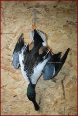 Canard Souchet mle