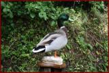 Canard Colvert Mle