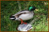 Mle Canard Colvert