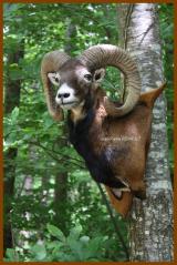 Tte de Mouflon mle