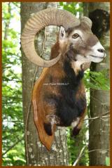 Tte de Mouflon mle