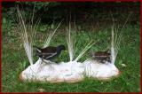 Diorama de Poule d'eau et de Rle d'eau