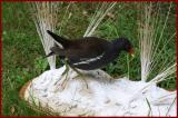 Diorama de Poule d'eau et de Rle d'eau