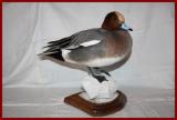 Canard siffleur mle