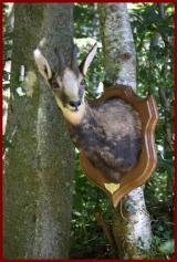 chamois ( terlou )