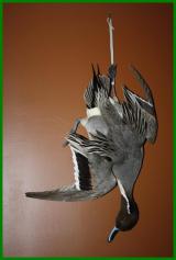 mle canard Pilet en nature morte
