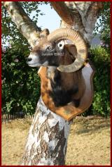 tte de Mouflon