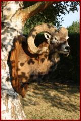 tte de Mouflon